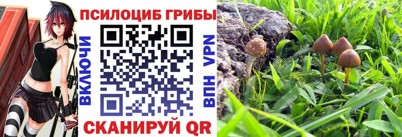 Купить  Кадников  Псилоцибиновые грибы MAGIC MUSHROOMS 